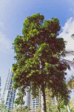 Gold Coast, Avustralya - 7 Ocak 2015: tropikal ağaçlar ve Surfers Paradise yüksek binalar