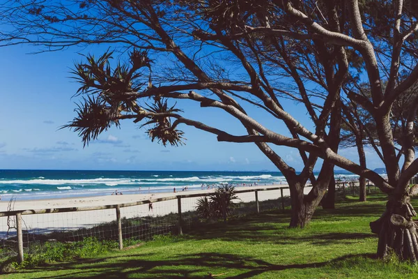 Costa Oro Australia Enero 2015 Vegetación Frente Playa Prístina Paraíso —  Fotos de Stock