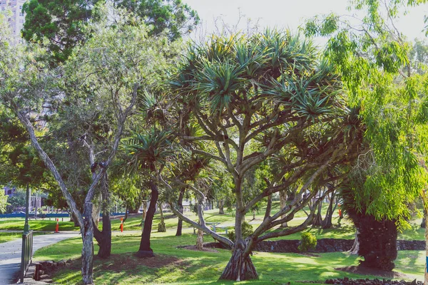 ゴールド コースト オーストラリア 2015 詳細ビュー サーファーズパラダイスのレ ロジャース記念公園の熱帯植物や木 — ストック写真