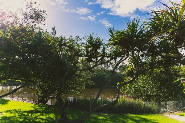 Gold Coast Australië Januari 7Th 2015 Detailweergave Van Les Rodgers — Stockfoto