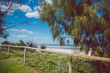 Gold Coast, Avustralya - 15 Ocak 2015: tropikal bitki ve yeşil kum yanındaki ile Surfers Paradise beach bozulmamış