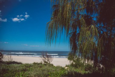 Gold Coast, Avustralya - 15 Ocak 2015: tropikal bitki ve yeşil kum yanındaki ile Surfers Paradise beach bozulmamış