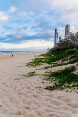 Gold Coast, Avustralya - 15 Ocak 2015: tropikal bitki ve yeşil kum yanındaki ile Surfers Paradise beach bozulmamış