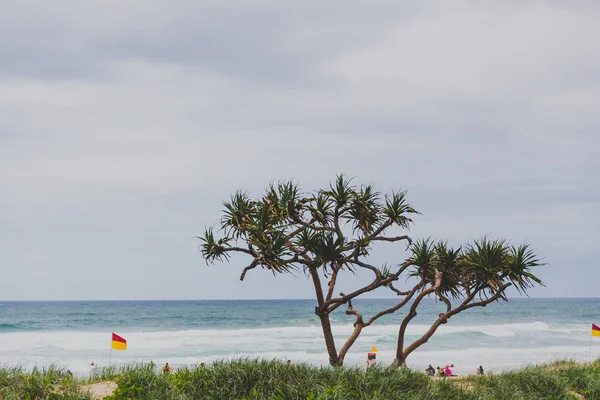 Costa Oro Australia Enero 2015 Playa Vegetación Surfers Paradise —  Fotos de Stock