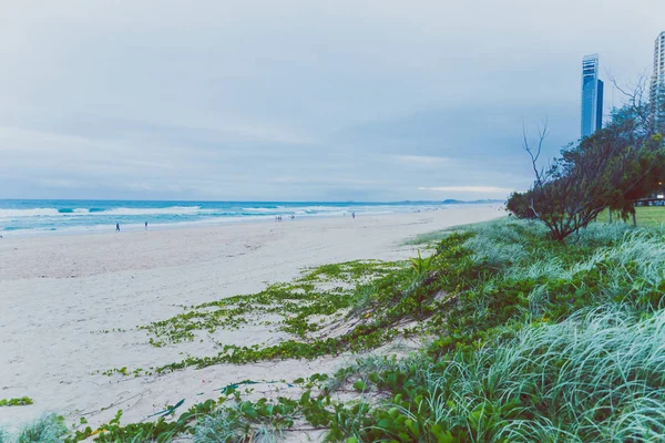 Gold Coast Austrália Janeiro 2015 Praia Surfers Paradise Com Plantas — Fotografia de Stock