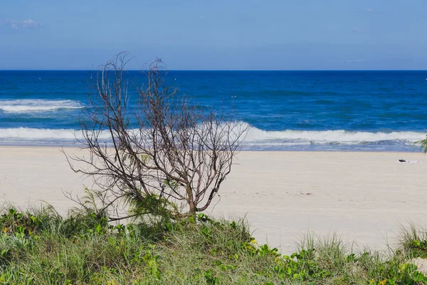 Gold Coast Austrália Janeiro 2015 Praia Intocada Surfers Paradise Com — Fotografia de Stock