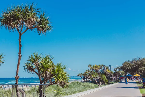 Gold Coast Ausztrália Január 2015 Trópusi Fák Növényi Queensland Surfers — Stock Fotó