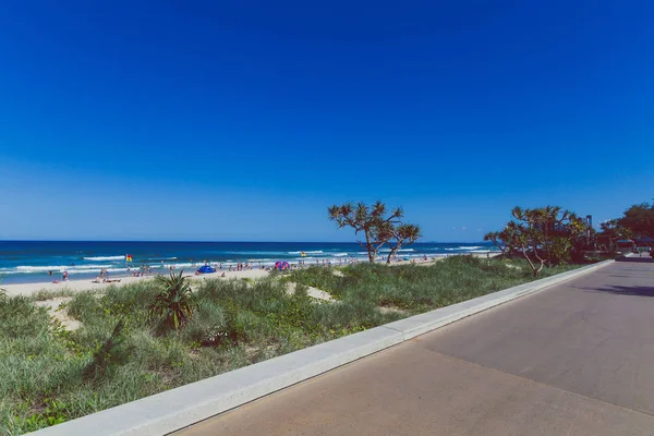 Costa Oro Australia Gennaio 2015 Alberi Tropicali Piante Lungo Spiaggia — Foto Stock