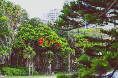 güzel subtropikal Illawarra alev ağaç bitki Close-up Queensland, Avustralya yaz aylarında vurdu.