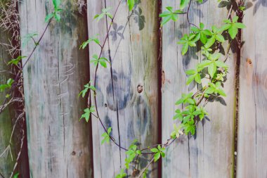 Queensland, Avustralya yaz aylarında vurdu bir çit güzel akçaağaç yakın çekim yaprak