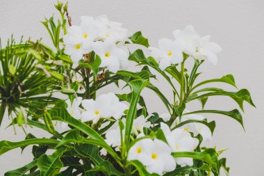 güzel frangipani subtropikal bitki Close-up Queensland, Avustralya yaz aylarında vurdu.