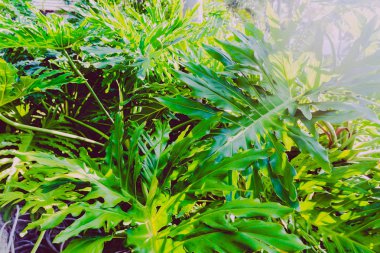 güzel subtropikal palmiye ağacı Close-up Queensland, Avustralya yaz aylarında vurdu.