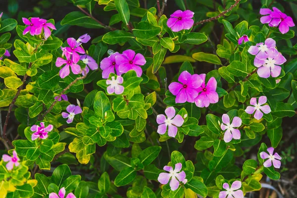 Närbild Vackra Vinca Växt Skjuten Queensland Australien Sommar — Stockfoto