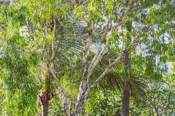 夏季澳大利亚昆士兰美丽的亚热带树胶树和棕榈树特写镜头 — 图库照片