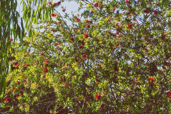 Közeli Kép Gyönyörű Szubtrópusi Callistemon Üveg Ecsettel Növény Nyári Lövés — Stock Fotó