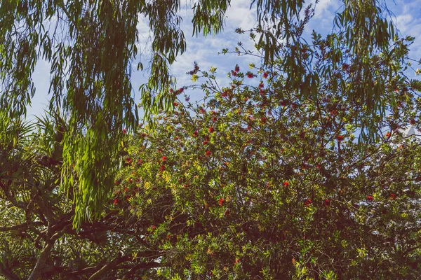 Közeli Kép Gyönyörű Szubtrópusi Callistemon Üveg Ecsettel Növény Nyári Lövés — Stock Fotó