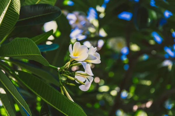 여름에 퀸즐랜드 호주에서 아열대 Frangipani 식물의 클로즈업 — 스톡 사진