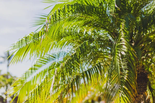 Gros Plan Magnifiques Palmiers Subtropicaux Abattus Dans Queensland Australie Été — Photo