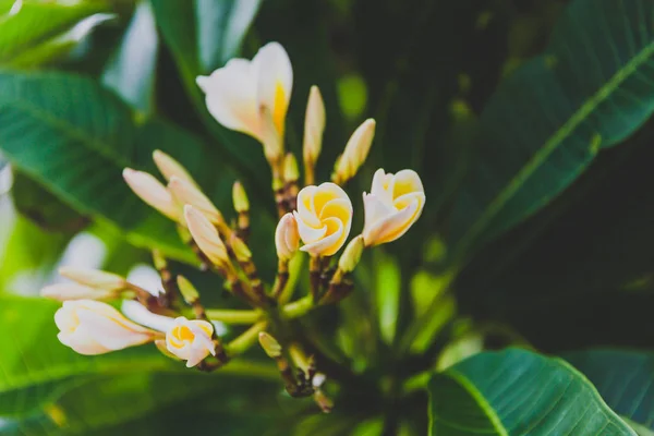 Közeli Kép Gyönyörű Szubtrópusi Frangipani Növény Nyári Lövés Queensland Ausztrália — Stock Fotó