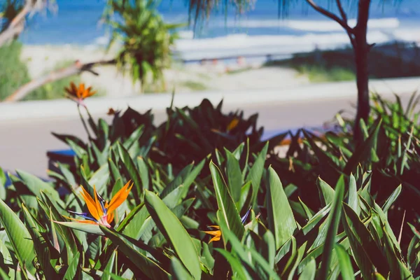 여름에 퀸즐랜드 호주에서 아열대 Strelitzia 극락조 식물의 클로즈업 — 스톡 사진