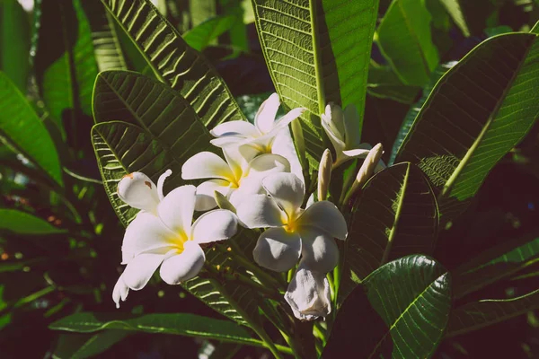 Gros Plan Belle Plante Subtropicale Frangipani Prise Dans Queensland Australie — Photo