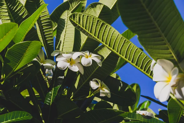 Gros Plan Belle Plante Subtropicale Frangipani Prise Dans Queensland Australie — Photo
