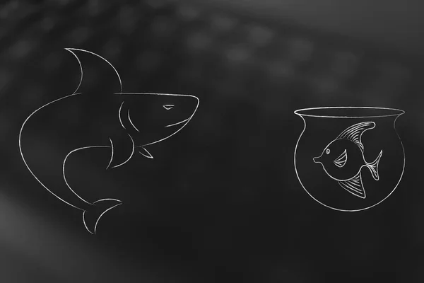 shark staring at small fish in a bowl, concept of danger and protection