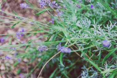 yumuşak doğal tonları ile alan sığ derinliği lavanta ateş
