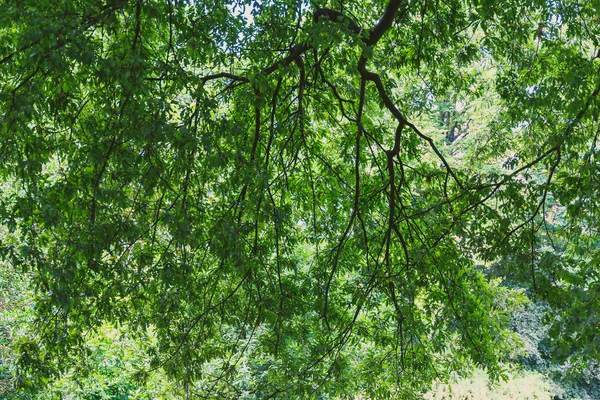 Κλαδιά Δέντρων Οπίσθιο Φωτισμό Που Κρέμεται Από Τον Ήλιο Που — Φωτογραφία Αρχείου