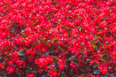 alan sığ derinlikte vurdu kırmızı begonias parkta, Bush