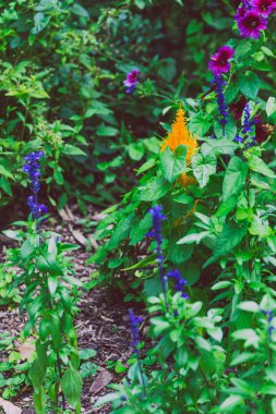 Park alanının sığ derinlikte küçük dalları lavanta vurdu