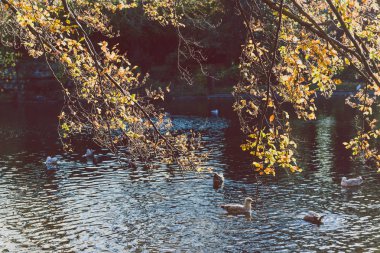 Dublin, İrlanda - 27th Ekim 2018: St. Stephen's Green park erken sonbaharda Dublin şehir merkezinde görünümünü