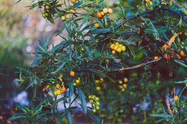 alan, bitki sığ derinlikte vurdu Bush domates bitki Close-up de kanguru elma denir