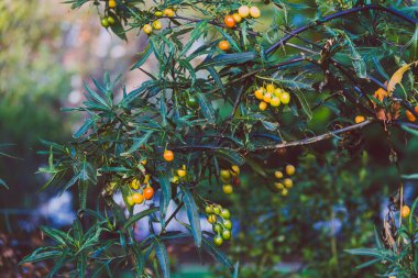 alan, bitki sığ derinlikte vurdu Bush domates bitki Close-up de kanguru elma denir