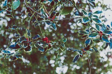 Ökseotu ile kırmızı meyveleri dalları alan sığ derinlikte vurdu
