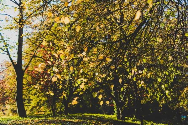 Hösten Stadsparken Tidig Höst Med Gyllene Och Orange Toner Träd — Stockfoto