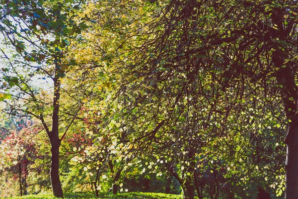 Hösten Stadsparken Tidig Höst Med Gyllene Och Orange Toner Träd — Stockfoto
