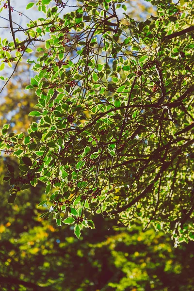 Zbliżenie Oddziały Jesienny Park Miejski Wczesną Jesienią Odcieniach Złota Pomarańczowy — Zdjęcie stockowe