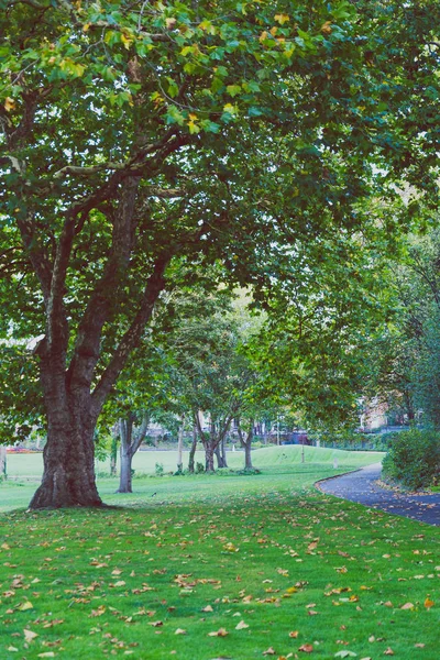 Herbst Stadtpark Frühherbst Mit Bäumen Und Umgestürzten Blättern — Stockfoto