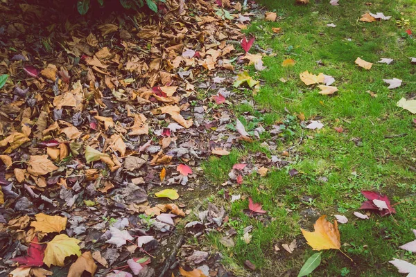 Feuilles Mortes Orange Dorées Sur Herbe Verte Prises Dans Parc — Photo