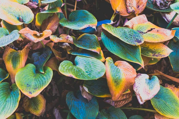 succulent leaves with orange and green tones shot from above