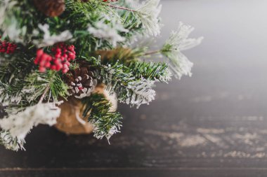 Çam kozalakları ve mistletoes ile Noel ağacı meyveleri ve ipuçları kar dalları üzerinde rahat hissediyor şenlikli kış tatili