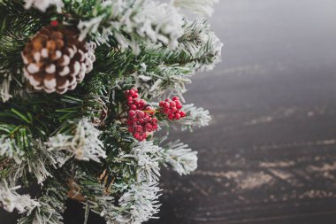 Çam kozalakları ve mistletoes ile Noel ağacı meyveleri ve ipuçları kar dalları üzerinde rahat hissediyor şenlikli kış tatili