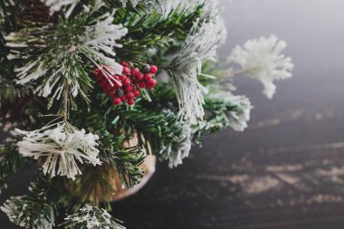 Çam kozalakları ve mistletoes ile Noel ağacı meyveleri ve ipuçları kar dalları üzerinde rahat hissediyor şenlikli kış tatili