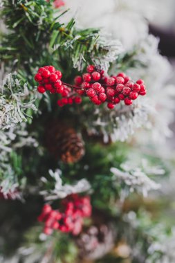 Çam kozalakları ve mistletoes ile Noel ağacı meyveleri ve ipuçları kar dalları üzerinde rahat hissediyor şenlikli kış tatili