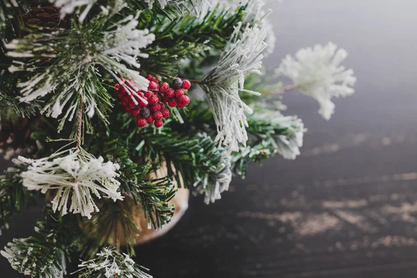 Çam kozalakları ve mistletoes ile Noel ağacı meyveleri ve ipuçları kar dalları üzerinde rahat hissediyor şenlikli kış tatili