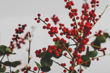 Çiçek kırmızı okaliptüs holly Karpuzu ve beyaz arka plan üzerinde pamuk ile Noel temalı Grup