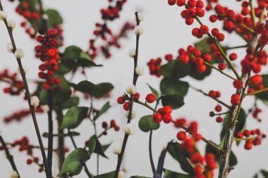 Çiçek kırmızı okaliptüs holly Karpuzu ve beyaz arka plan üzerinde pamuk ile Noel temalı Grup