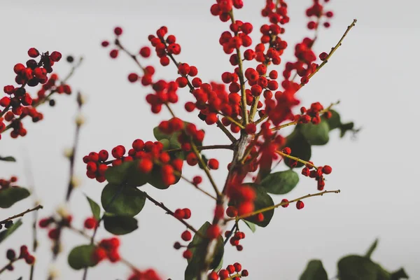 Christmas Themed Bunch Flowers Eucalyptus Red Holly Berries Cotton White — Stock Photo, Image