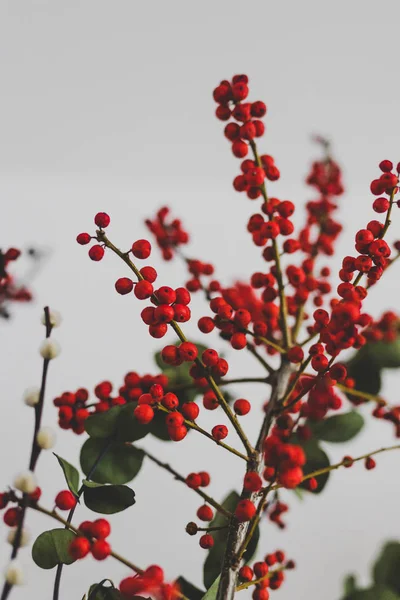Karácsonyi Témájú Virágcsokor Eukaliptusz Piros Holly Bogyók Pamut Fehér Háttér — Stock Fotó